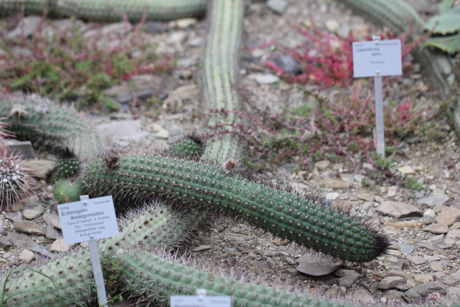 Lokation: Deutschland | Nordrhein-Westfalen | Bonn | Poppelsdorf Kategorien: Gewächshaus, Datum: 26.02.2015