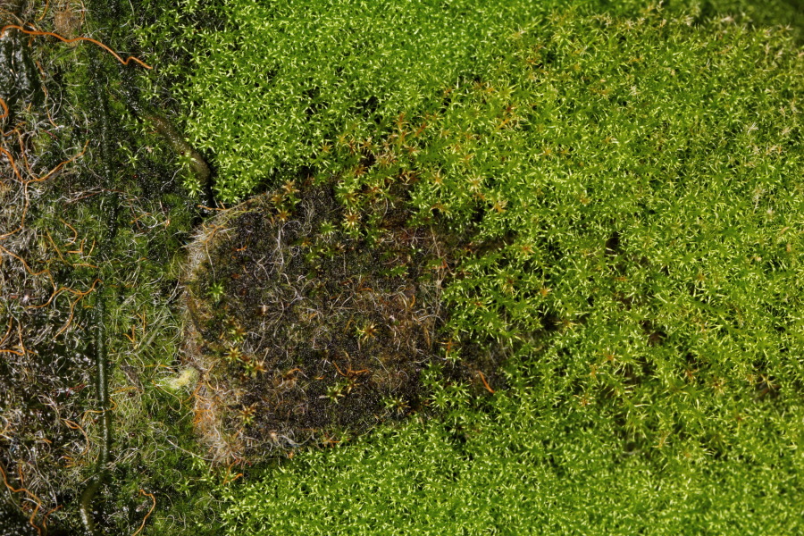 Lokation: Deutschland | Nordrhein-Westfalen | Bergisch Gladbach | Rodemich Kategorien: Pflanzenwand, Moose, Datum: 27.02.2015