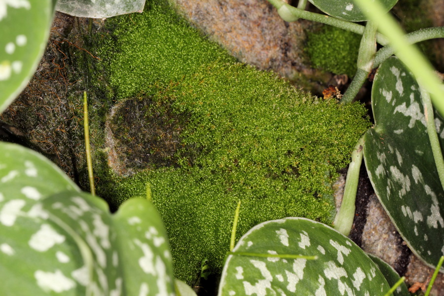 Lokation: Deutschland | Nordrhein-Westfalen | Bergisch Gladbach | Rodemich Kategorien: Pflanzenwand, Moose, Datum: 27.02.2015