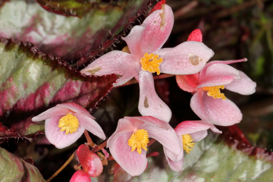 Lokation: Deutschland | Nordrhein-Westfalen | Bergisch Gladbach | Rodemich Kategorien: Pflanzenwand, Datum: 27.02.2015