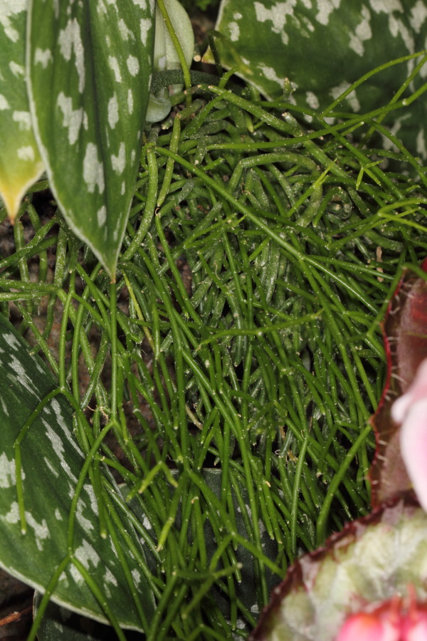 Lokation: Deutschland | Nordrhein-Westfalen | Bergisch Gladbach | Rodemich Kategorien: Pflanzenwand, Datum: 27.02.2015