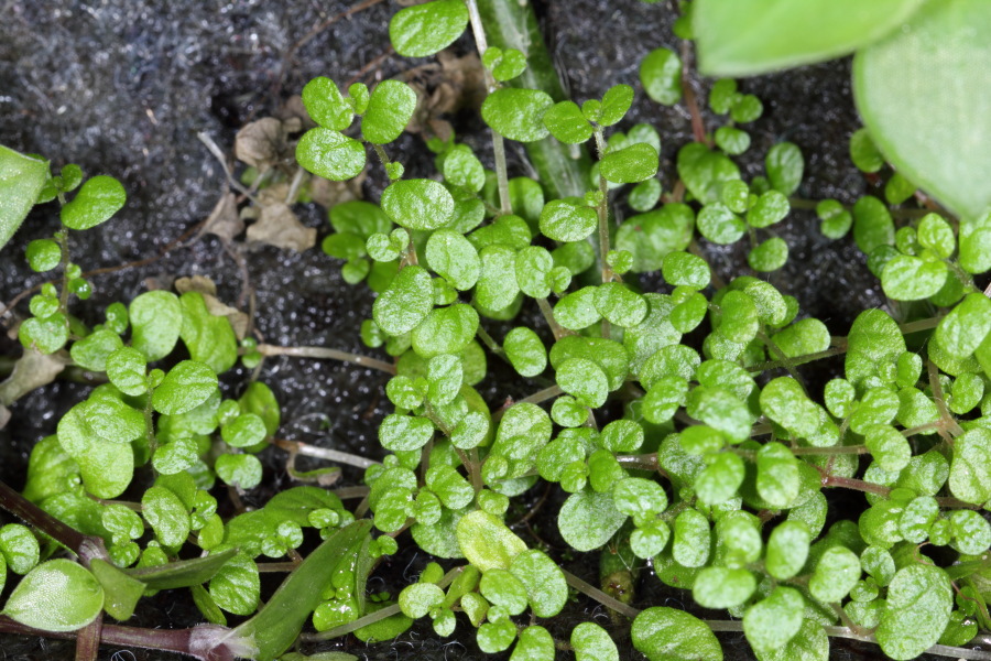 Soleirolia soleirolii (Bubiköpfchen), Lokation: Deutschland | Nordrhein-Westfalen | Bergisch Gladbach | Rodemich Kategorien: Pflanzenwand, Familie: Urticaceae (Brennnesselgewächse ), Datum: 27.02.2015