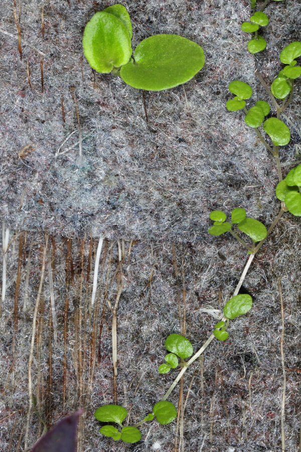 Begonia semperflorens und Soleirolia soleirolii (Bubiköpfchen), Lokation: Deutschland | Nordrhein-Westfalen | Bergisch Gladbach | Rodemich Kategorien: Pflanzenwand, Familie: Urticaceae (Brennnesselgewächse ), Familie: Begoniaceae (Begoniengewächse ), Datum: 27.02.2015