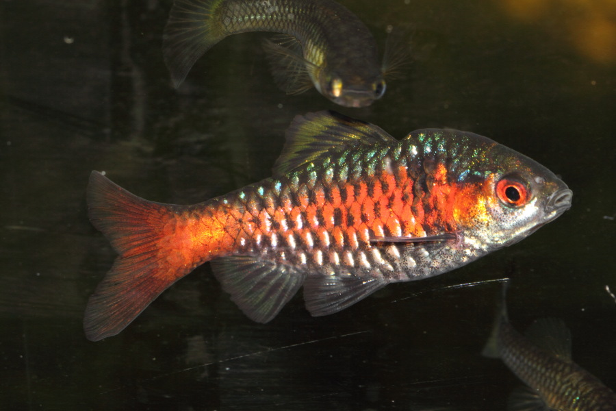 Kategorien: Fische, Datum: 10.03.2015