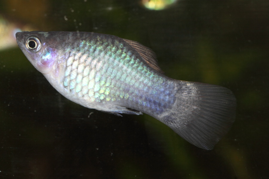 Kategorien: Fische, Datum: 10.03.2015