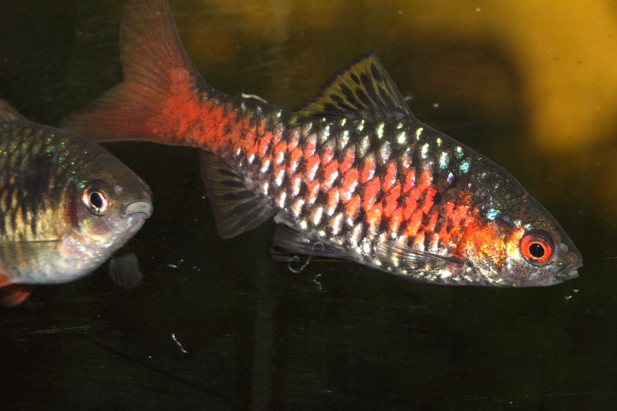 Kategorien: Fische, Datum: 10.03.2015