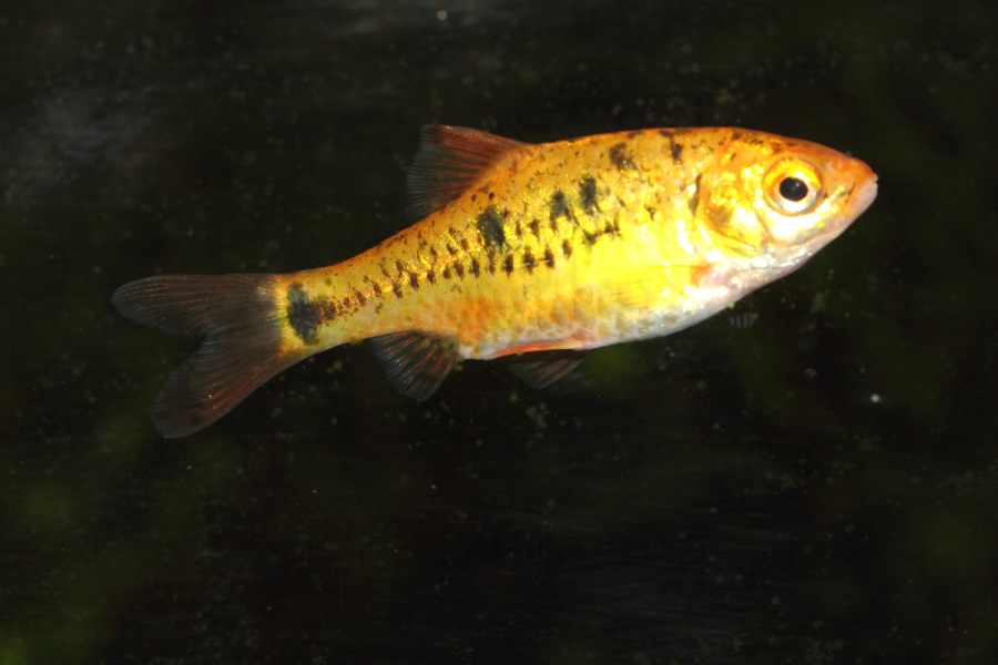 Kategorien: Fische, Datum: 10.03.2015