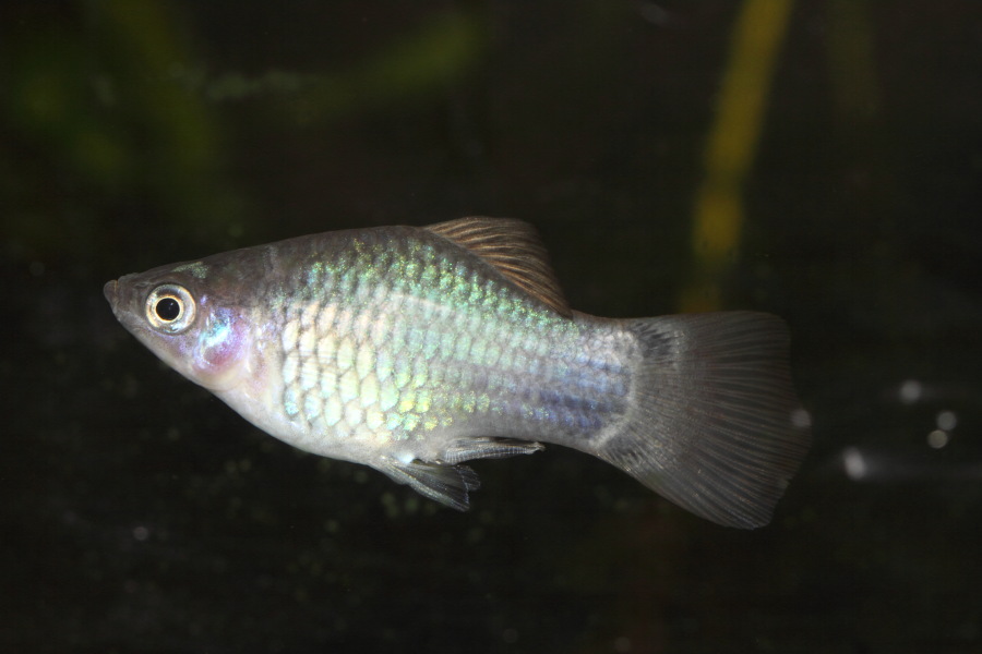 Kategorien: Fische, Datum: 10.03.2015