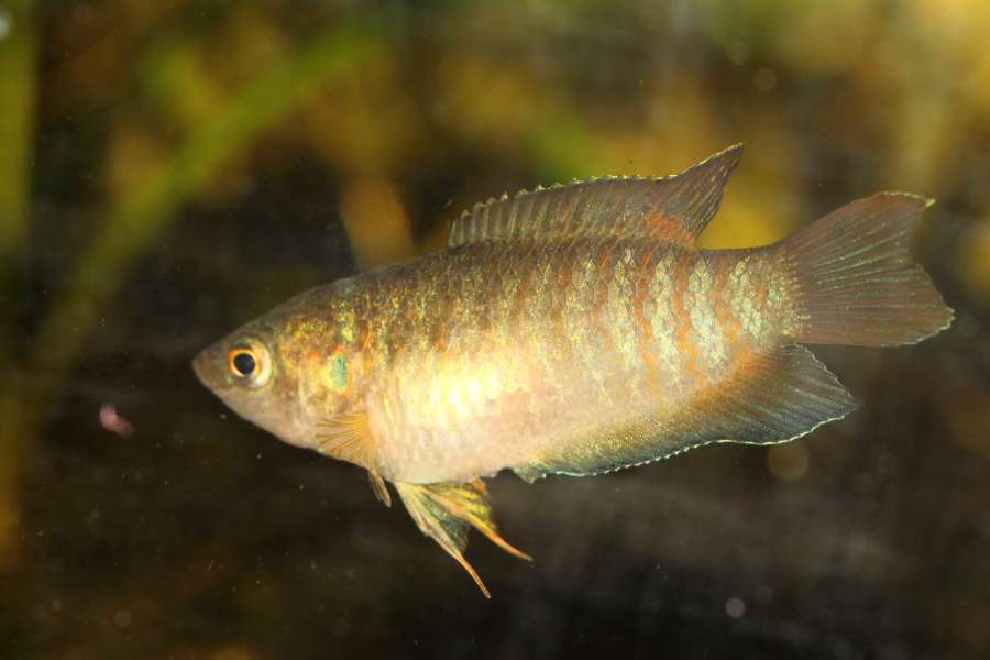 Kategorien: Fische, Datum: 10.03.2015