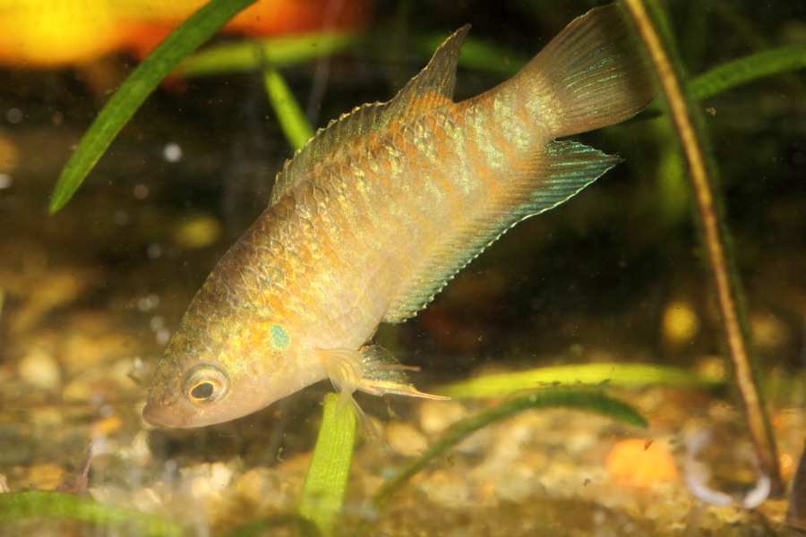 Kategorien: Fische, Datum: 10.03.2015