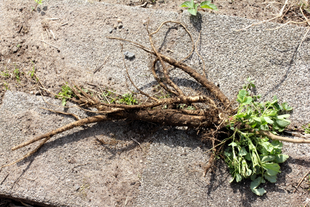 Lokation: Deutschland | Nordrhein-Westfalen | Bergisch Gladbach | Rodemich Kategorien: Habitus, Permakultur, Datum: 12.04.2015