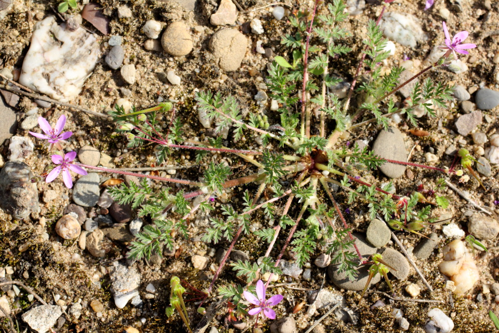Erodium cicutarium (Reiherschnabel), Lokation: Deutschland | Nordrhein-Westfalen | Köln | Dellbrück Kategorien: Habitus, Familie: Geraniaceae (Storchschnabelgewächse ), Datum: 10.05.2015