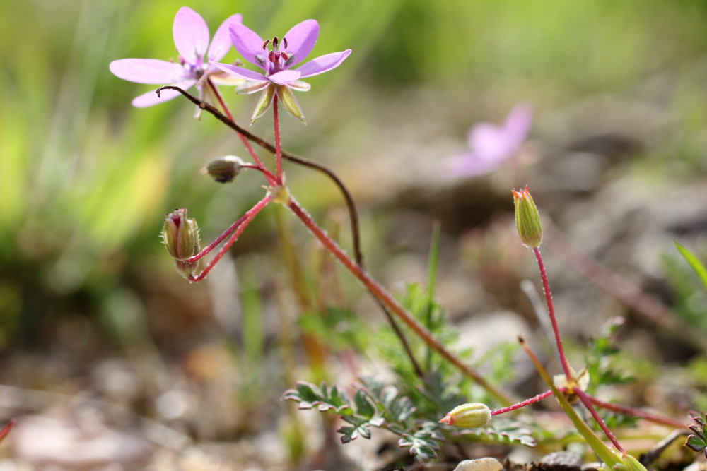 Erodium cicutarium (Reiherschnabel), Lokation: Deutschland | Nordrhein-Westfalen | Köln | Dellbrück Kategorien: Blüte, Familie: Geraniaceae (Storchschnabelgewächse ), Datum: 10.05.2015
