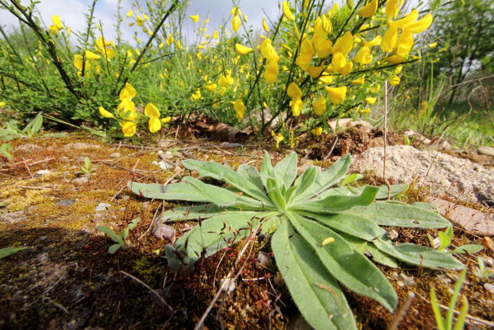 Echium vulgare (Gewöhnlicher Natternkopf), Lokation: Deutschland | Nordrhein-Westfalen | Köln | Dellbrück Kategorien: Habitus, Familie: Boraginaceae (Rauhblattgewächse ), Datum: 10.05.2015