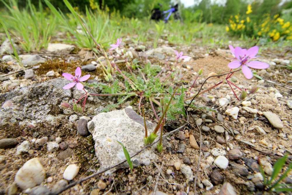 Erodium cicutarium (Reiherschnabel), Lokation: Deutschland | Nordrhein-Westfalen | Köln | Dellbrück Kategorien: Habitus, Familie: Geraniaceae (Storchschnabelgewächse ), Datum: 10.05.2015