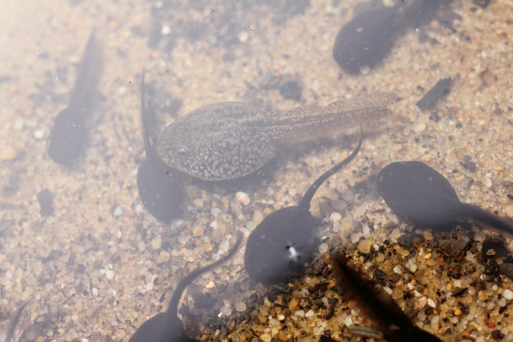 Grasfrosch- und Erdkrötenkaulquappen, Lokation: Deutschland | Nordrhein-Westfalen | Bergisch Gladbach | Rodemich Kategorien: Amphibien, Familie: Ranidae (Echte Frösche), Familie: Bufonidae (Echte Kröten), Datum: 15.05.2015