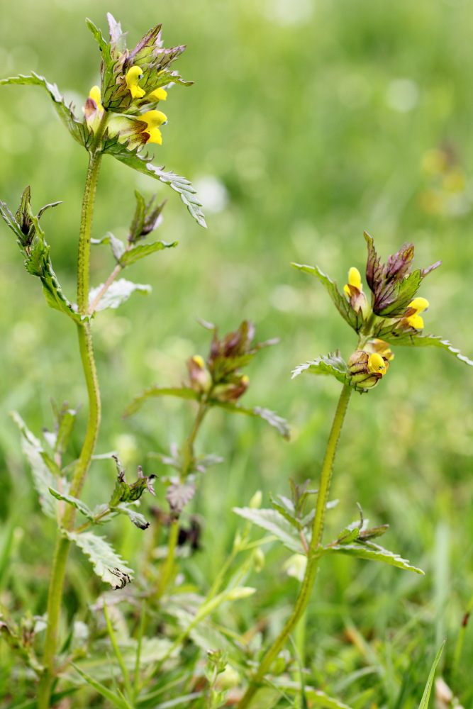 Rhinanthus minor (Kleiner Klappertopf), Lokation: Deutschland | Nordrhein-Westfalen | Rösrath | Kalmusweier Kategorien: Habitus, Familie: Orobanchaceae (Sommerwurzgewächse ), Datum: 19.05.2015