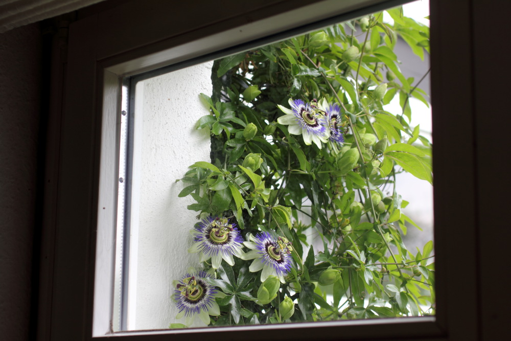 Passiflora caerulea (Passionsblume), Lokation: Deutschland | Nordrhein-Westfalen | Bergisch Gladbach | Rodemich Kategorien: Habitus, Familie: Passifloraceae (Passionsblumengewächse), Datum: 24.05.2015