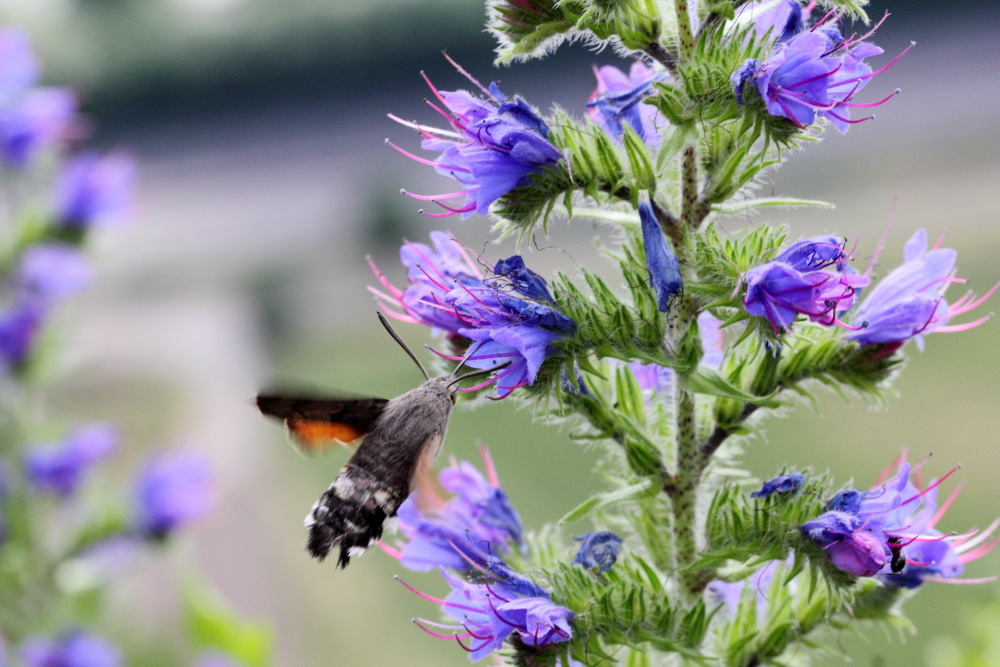 Echium vulgare (Gewöhnlicher Natternkopf), Lokation: Deutschland | Nordrhein-Westfalen | Bonn | Rhöndorf Kategorien: Schmetterlinge, Familie: Boraginaceae (Rauhblattgewächse ), Datum: 13.06.2015