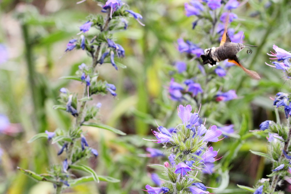 Echium vulgare (Gewöhnlicher Natternkopf), Lokation: Deutschland | Nordrhein-Westfalen | Bonn | Rhöndorf Kategorien: Schmetterlinge, Familie: Boraginaceae (Rauhblattgewächse ), Datum: 13.06.2015