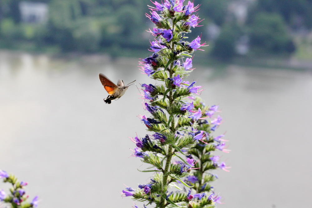 Echium vulgare (Gewöhnlicher Natternkopf), Lokation: Deutschland | Nordrhein-Westfalen | Bonn | Rhöndorf Kategorien: Schmetterlinge, Familie: Boraginaceae (Rauhblattgewächse ), Datum: 13.06.2015