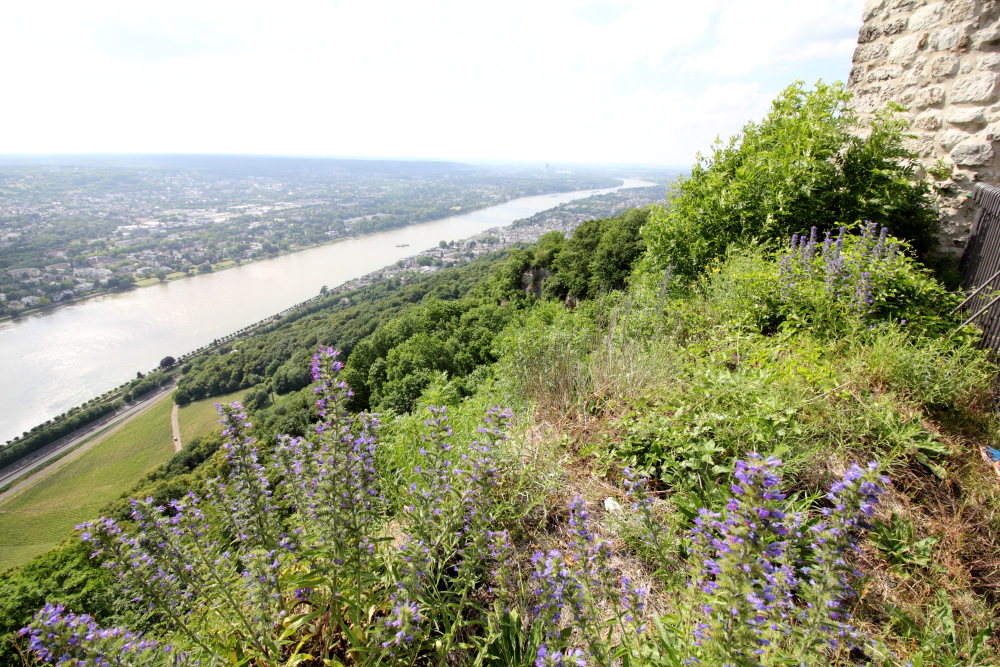 Lokation: Deutschland | Nordrhein-Westfalen | Bonn | Rhöndorf Kategorien: Fluss, Datum: 13.06.2015