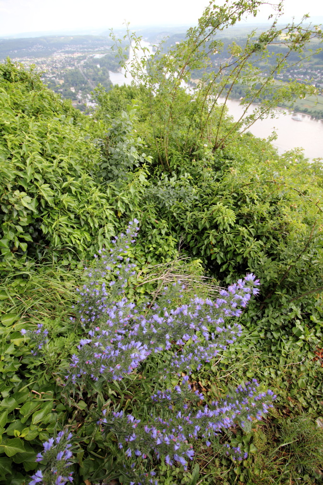 Lokation: Deutschland | Nordrhein-Westfalen | Bonn | Rhöndorf Kategorien: Fluss, Datum: 13.06.2015