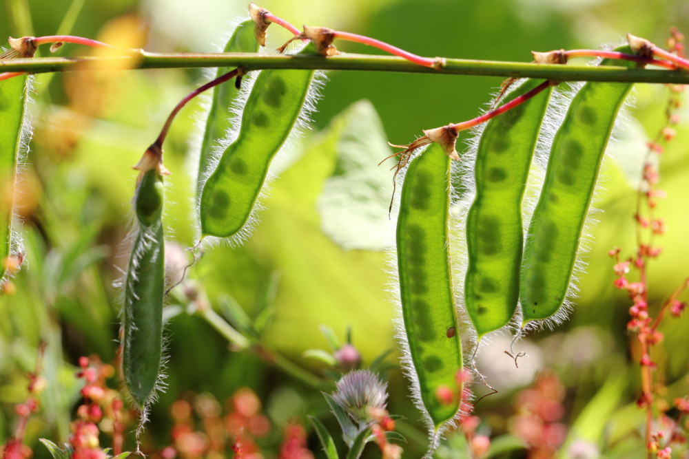 Sarothamnus scoparius (Besenginster), Lokation: Deutschland | Nordrhein-Westfalen | Köln | Dellbrück Kategorien: Früchte, Familie: Fabaceae (Schmetterlingsblütler ), Datum: 14.06.2015