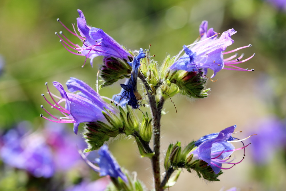 Echium vulgare (Gewöhnlicher Natternkopf), Lokation: Deutschland | Nordrhein-Westfalen | Köln | Dellbrück Kategorien: Blüte, Familie: Boraginaceae (Rauhblattgewächse ), Datum: 14.06.2015