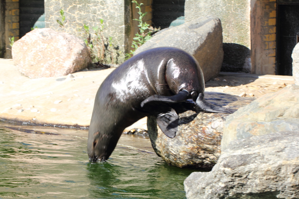 Lokation: Deutschland | Sachsen | Leipzig | Leipzig Kategorien: Zoo, Datum: 01.07.2015
