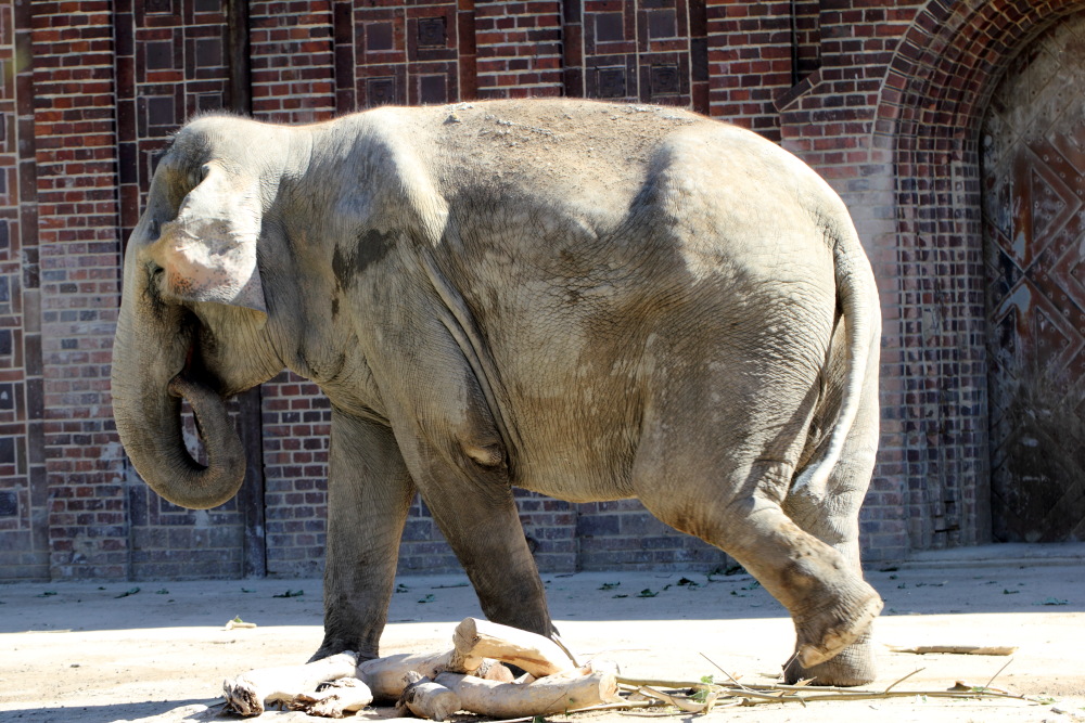 Lokation: Deutschland | Sachsen | Leipzig | Leipzig Kategorien: Zoo, Datum: 01.07.2015