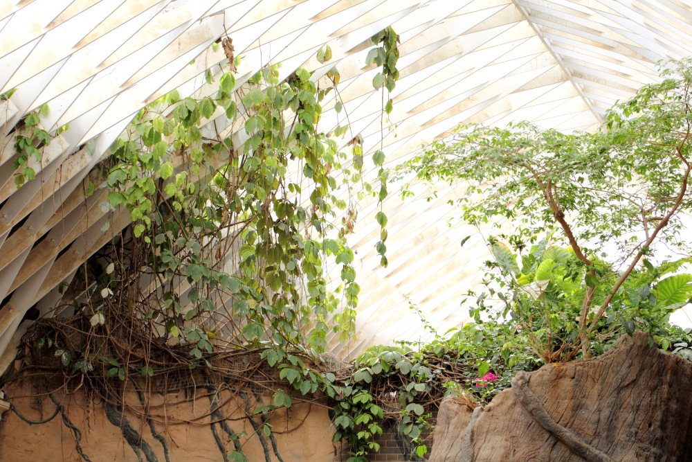 Lokation: Deutschland | Sachsen | Leipzig | Leipzig Kategorien: Zoo, Datum: 01.07.2015