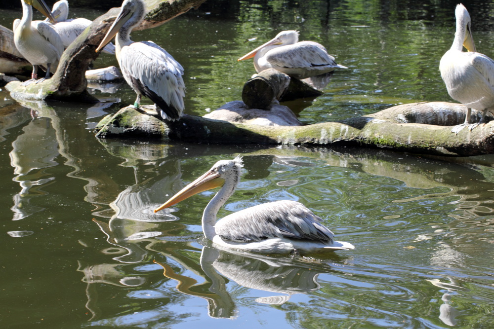 Lokation: Deutschland | Sachsen | Leipzig | Leipzig Kategorien: Zoo, Datum: 01.07.2015