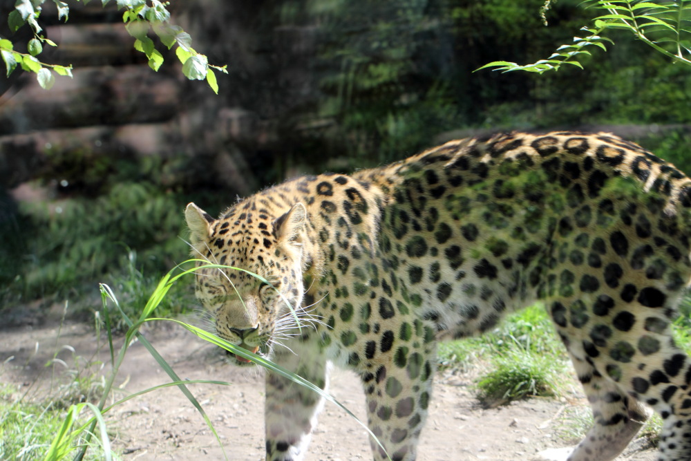Lokation: Deutschland | Sachsen | Leipzig | Gohlis Kategorien: Zoo, Datum: 01.07.2015