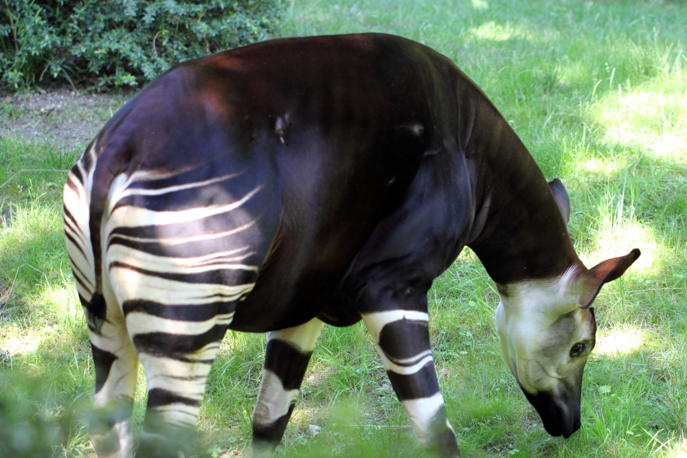 Lokation: Deutschland | Sachsen | Leipzig | Gohlis Kategorien: Zoo, Datum: 01.07.2015