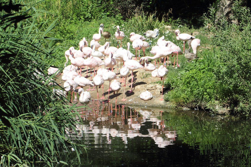 Lokation: Deutschland | Sachsen | Leipzig | Gohlis Kategorien: Zoo, Datum: 01.07.2015