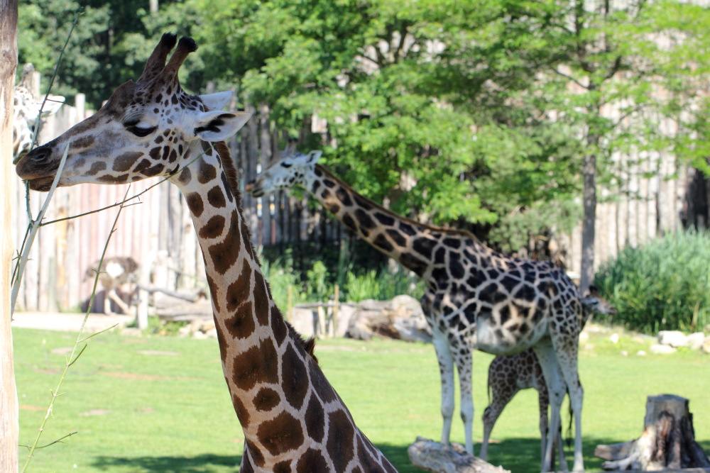 Giraffa camelopardalis rothschildi (Rothschildgiraffe), Lokation: Deutschland | Sachsen | Leipzig | Gohlis Kategorien: Zoo, Familie: Giraffidae (Giraffenartige), Datum: 01.07.2015