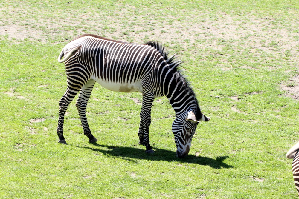Equus grevyi (Grevy-Zebra), Lokation: Deutschland | Sachsen | Leipzig | Gohlis Kategorien: Zoo, Familie: Equidae (Einhufer), Datum: 01.07.2015