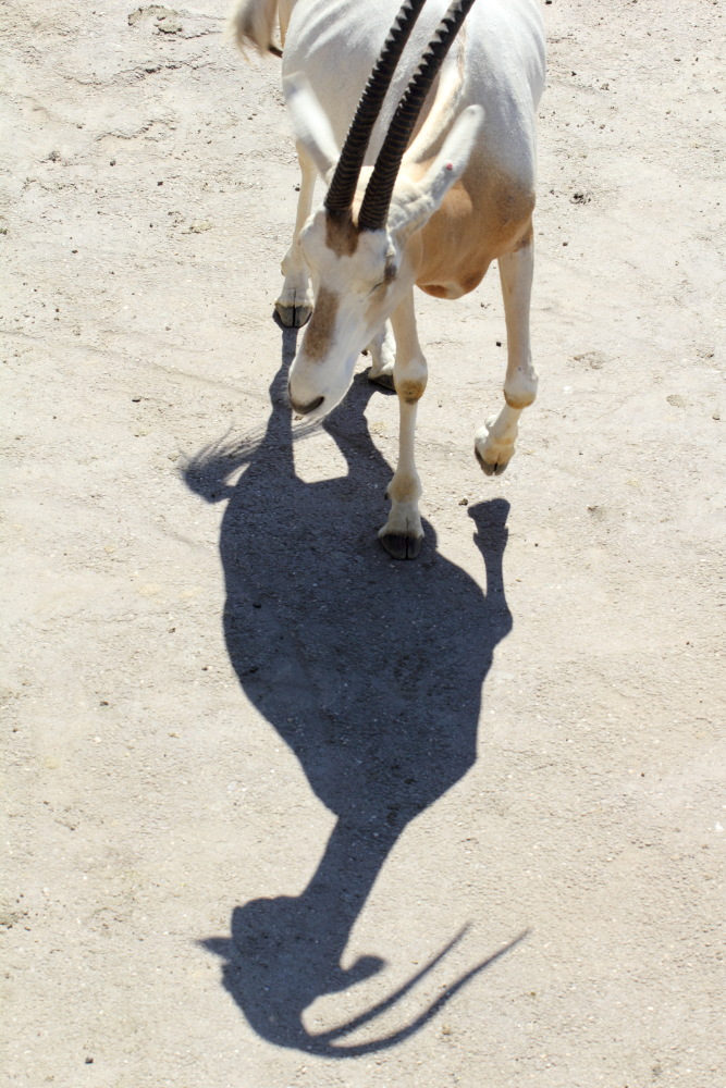 Oryx dammah (Säbelantilope), Lokation: Deutschland | Sachsen | Leipzig | Gohlis Kategorien: Zoo, Familie: Bovidae (Hornträger), Datum: 01.07.2015