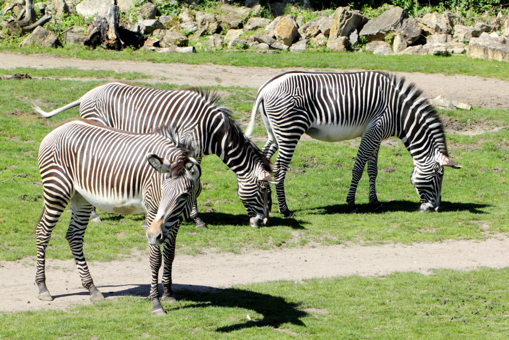 Equus grevyi (Grevy-Zebra), Lokation: Deutschland | Sachsen | Leipzig | Gohlis Kategorien: Zoo, Familie: Equidae (Einhufer), Datum: 01.07.2015
