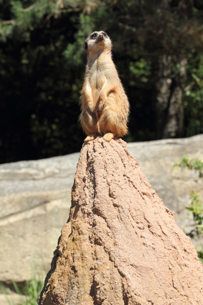 Lokation: Deutschland | Sachsen | Leipzig | Gohlis Kategorien: Zoo, Datum: 01.07.2015