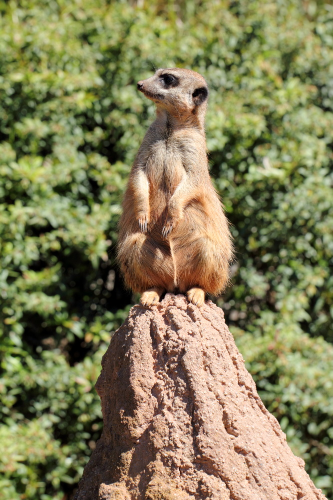 Lokation: Deutschland | Sachsen | Leipzig | Gohlis Kategorien: Zoo, Datum: 01.07.2015