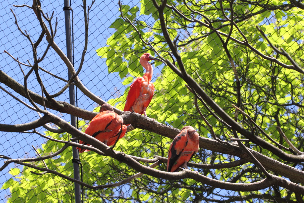 Lokation: Deutschland | Sachsen | Leipzig | Leipzig Kategorien: Zoo, Datum: 01.07.2015