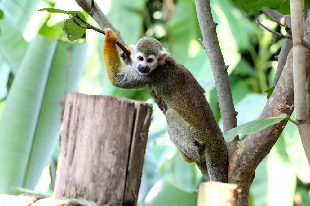 Lokation: Deutschland | Sachsen | Leipzig | Leipzig Kategorien: Zoo, Datum: 01.07.2015