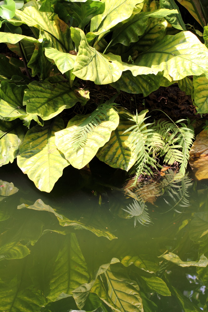 Lokation: Deutschland | Sachsen | Leipzig | Leipzig Kategorien: Gewächshaus, Datum: 01.07.2015