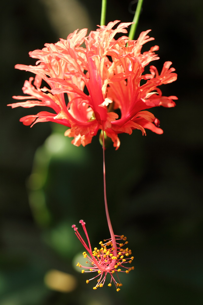 Lokation: Deutschland | Sachsen | Leipzig | Leipzig Kategorien: Gewächshaus, Datum: 01.07.2015