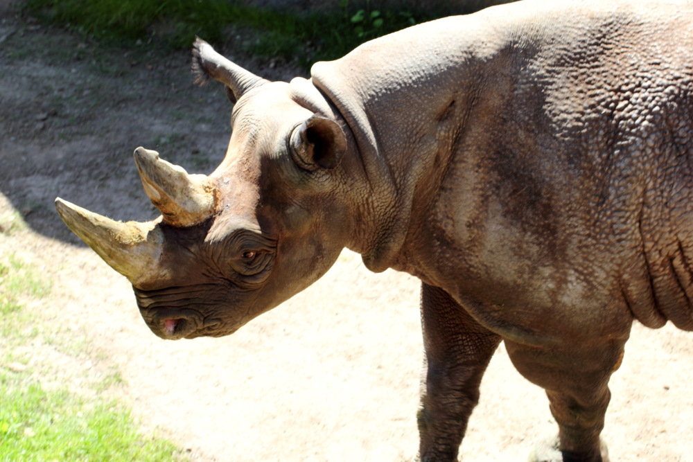 Lokation: Deutschland | Sachsen | Leipzig | Leipzig Kategorien: Zoo, Datum: 01.07.2015