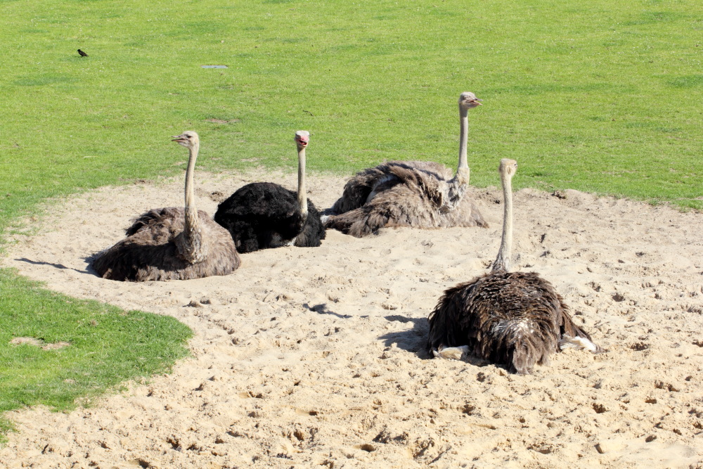 Lokation: Deutschland | Sachsen | Leipzig | Gohlis Kategorien: Zoo, Datum: 01.07.2015