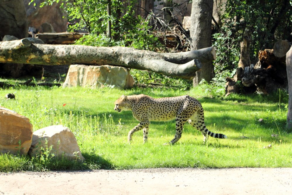 Lokation: Deutschland | Sachsen | Leipzig | Leipzig Kategorien: Zoo, Datum: 01.07.2015