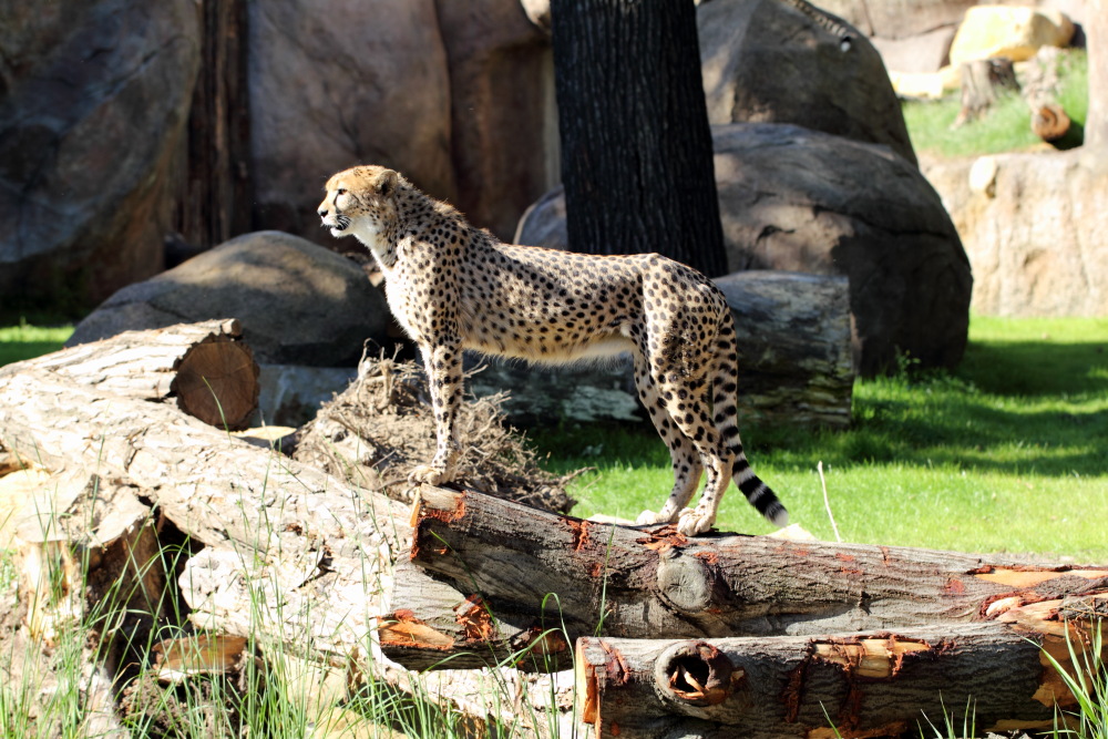 Lokation: Deutschland | Sachsen | Leipzig | Leipzig Kategorien: Zoo, Datum: 01.07.2015